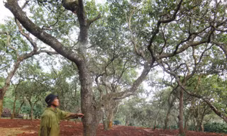 Dân mất mùa vì nhận thuốc trừ sâu hỗ trợ từ chính quyền