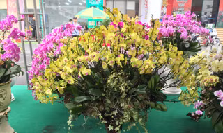 Cây lạ chơi Tết rộn ràng xuống phố