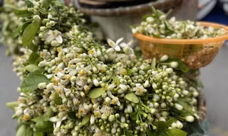 Hoa bưởi thơm ngát các con phố, giá tới nửa triệu đồng/kg