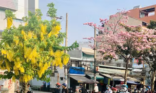Kèn hồng và những mùa hoa rực rỡ ở TP.HCM