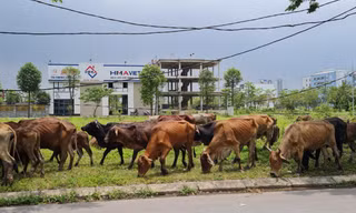 Bên trong khu đô thị Thanh Hà bất ngờ bị cò 'thổi giá'