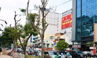 Quận 1 'giải thích' vụ đốn hạ, cắt tán loạt cây xanh