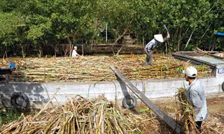 Sản xuất đường trong nước điêu đứng vì đường nhập lậu