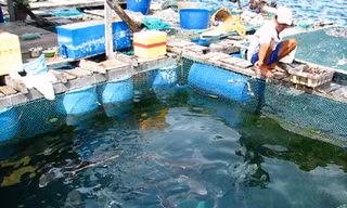 Ông Nguyễn Ao cho cá mú ăn tại bè ở Hòn Một, sắp phải di dời Ảnh: Đ.Q