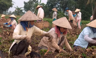 Người Trung Quốc thuê đất Việt Nam trồng... khoai lang