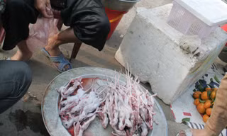 Săn chuột đồng