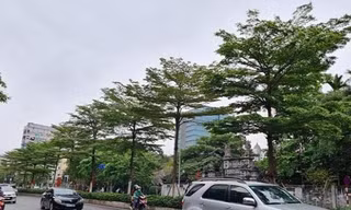 Vụ thổi giá cây xanh ở Hà Nội: Khởi tố, bắt tạm giam thêm 4 bị can