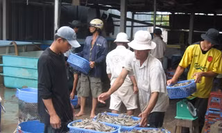 Mỹ trở thành thị trường số 1 của xuất khẩu tôm Việt Nam