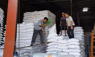 Philippines loại bỏ kế hoạch nhập khẩu 300.000 tấn gạo