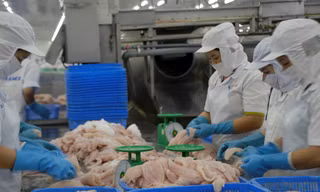 Chi tiết chương trình kiểm soát cá da trơn xuất khẩu sang Mỹ