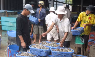 Nguy cơ thiếu hụt nguồn tôm nguyên liệu
