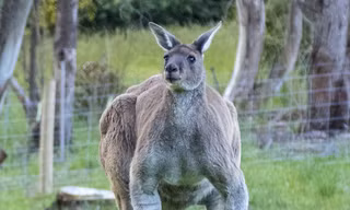 Chú kangaroo đỏ Roger đã gây sốt trên mạng với cơ bắp rắn chắc
