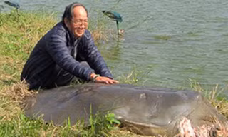  Cụ rùa Hồ Gươm lúc sống.