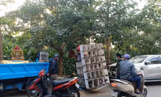 Phố Hà Nội mới nâng cấp biến thành chợ chim cảnh