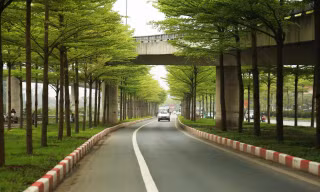 Ngắm những hàng bàng lá nhỏ thẳng tắp, xanh mơn mởn đẹp 'tựa châu Âu'
