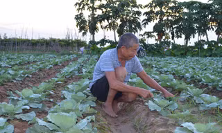 Nông dân ngoại thành Hà Nội phấn khởi ra đồng sau nới lỏng giãn cách