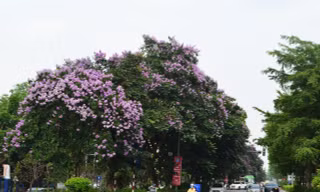 Ngắm hoa bằng lăng mộng mơ 'nhuộm tím' đường phố Hà Nội