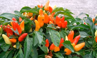 Cây cối cũng có tai?