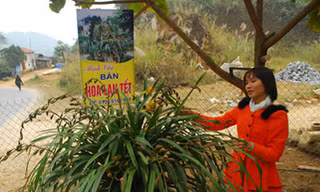 Đại gia vùng tiền ‘săn’ địa lan Sa Pa làm quà Tết