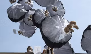 Sa thải hai quan chức Belarus vì không ngăn chặn ‘bom gấu Teddy’