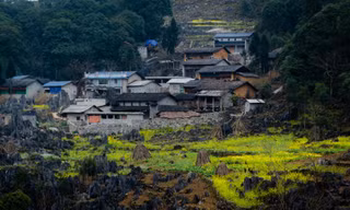 Hoa cải nhuộm vàng núi đá Hà Giang
