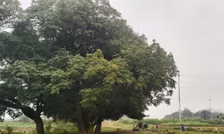 Ngắm rặng duối cổ hơn ngàn năm tuổi tương truyền để buộc voi, ngựa chiến của vua Ngô Quyền