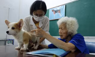 Phòng châm cứu thú y miễn phí của nữ phó giáo sư gần 90 tuổi