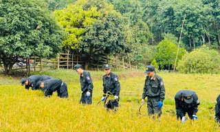 Tuổi trẻ Công an Điện Biên thu hoạch lúa giúp người dân giữa trời nắng nóng