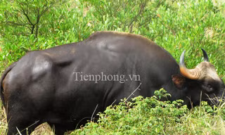Cận cảnh khống chế bò tót trong khuôn viên sân bay