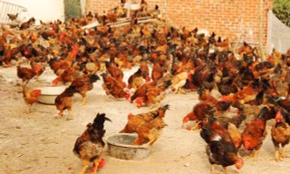 Nghịch cảnh: Khi nhà băng đi bán gà, thanh lý quần áo cũ...