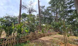 bao chiếm đất rừng trên đồi Lộng gió