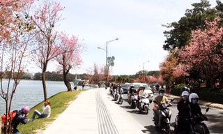 Đà Lạt cấm ô tô 16 chỗ trở lên dừng đỗ trên đường giáp hồ Xuân Hương