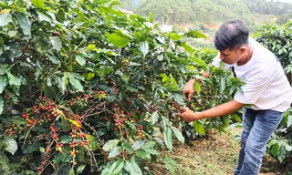 Vùng sâu Di Linh tái canh cà phê để giảm nghèo 