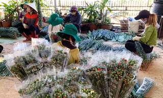 Sơ chế hoa cẩm chướng