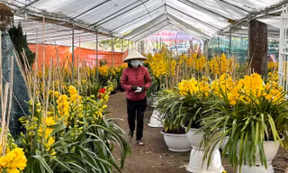 Nữ hoàng của các loại hoa ở Đà Lạt xuống phố, giá giảm 30% 