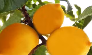 Năm đầu tiên Lâm Đồng vàng rực vú sữa Hoàng Kim 