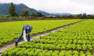 Đột phá giảm nghèo ở xứ rau Đơn Dương