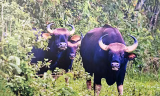 Vườn quốc gia đầu tiên của Việt Nam đạt Danh lục Xanh IUCN 
