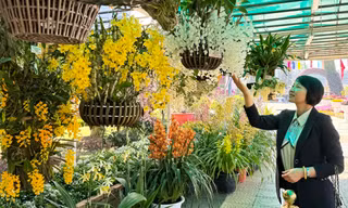 Hội hoa xuân rực rỡ nhất Đà Lạt