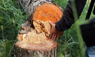 Đầu độc, triệt hạ hàng trăm cây thông để chiếm đất