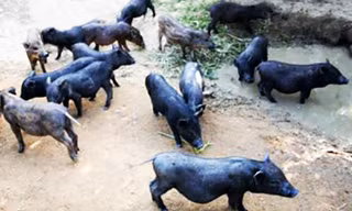 Sơn Điền triển khai mô hình đa cây, đa con để giảm nghèo