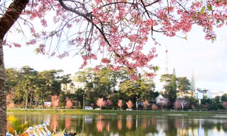 Mai anh đào nhuộm hồng hồ Xuân Hương-Ảnh: Đặng Tuấn