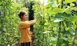 Người Chu Ru chăm sóc vườn rau hữu cơ