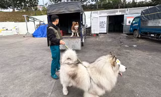 Đưa 4 chú chó Alaska ra án ngữ gốc mai ở Đà Lạt, 3 thanh niên bị phạt 