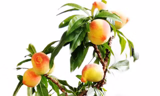 Những trái cây độc, lạ chưng Tết trồng thành công tại Đà Lạt 