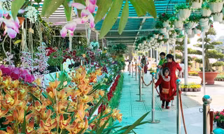 Ngắm hàng trăm giò lan độc đáo tại vườn hoa Đà Lạt
