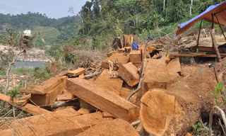 Cây chò nâu được bán ngay tại rừng