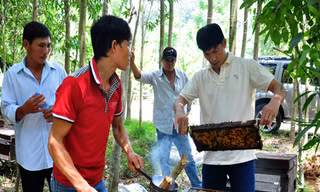 Thu bạc tỷ nhờ di cư đàn ong 'săn mật'
