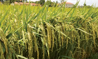 Về đồng lúa Phú Thiện