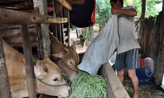 Một nông dân đang đổ đậu cô ve cho bò ăn vì giá rẻ như bèo. Ảnh: Phú Đức